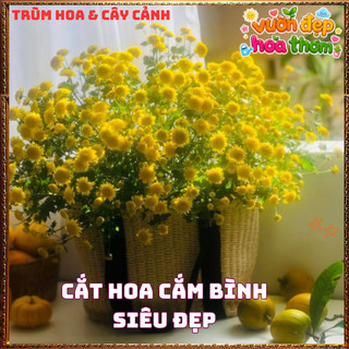 Chậu Cúc Cổ Trà Thơm Mùi Mật Ngọt Chịu Nắng Dễ Trồng Cây Khỏe Mạnh️📦 Làng Hoa Sa Đéc