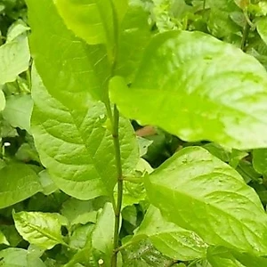 bầu giống cây bạch hoa xà