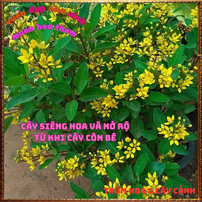 Chậu Cây KIM ĐỒNG VÀNG Nở Rộ Quanh Năm Từ Gốc Tới Ngọn Siêu Rực Rỡ ️📩 Hoa Mười Giờ Bonsai & Phụ Kiện