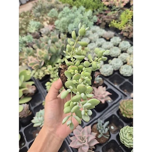 Sen đá sỏi dây size bầu 5-7cm LINHDAN GARDEN