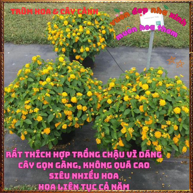 Chậu hoa ngũ sắc VÀNG NGỌC đậm sắc rực rỡ thơm ngát dạng bụi siêu hoa ️🌯 Hoa Mười Giờ Bonsai & Phụ Kiện