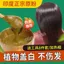 Ooolala Indiasi Henna Powder Plant Hair Care Powder Non-Dye Dye Cream Henna Original Powder Henna Pollen Cover Tóc Trắng