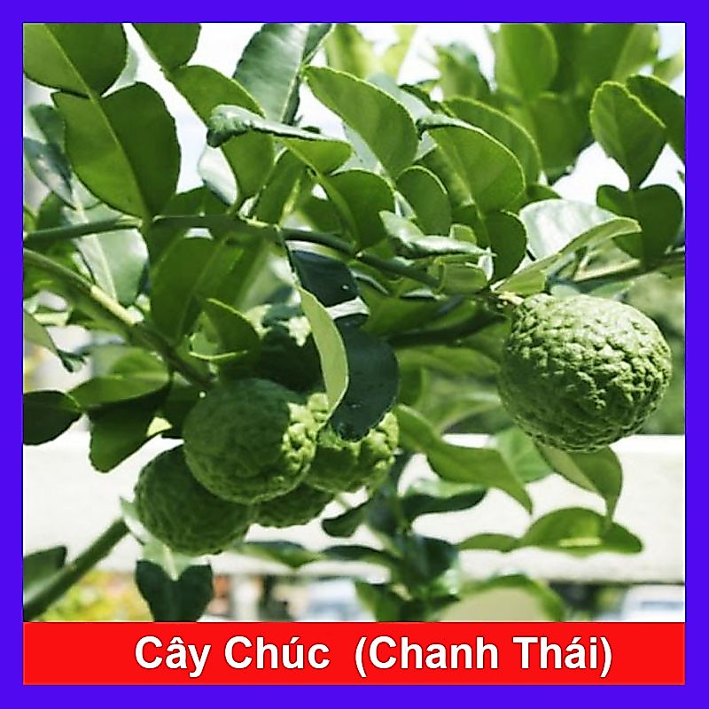 Cây Chúc (chanh thái) - Cây chanh ăn lá ( chanh hấp gà)