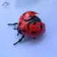 HFTOY 1 / 4 Chiếc Sáng Tạo Prankster Hoạt Hình Côn Trùng Đồ Chơi Mô Hình Wind Up Beetle Bionic Đồ Chơi Scarab Beetle Trẻ Em Nhựa Động Vật Lên Gió Đồ Chơi ~