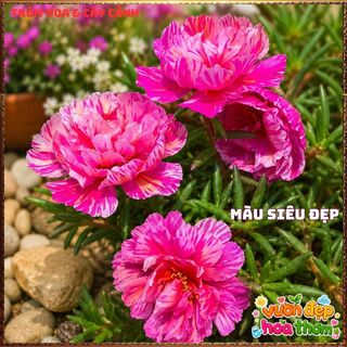 Cành Hoa Mười Giờ Thái Kép HỒNG MẬT ONG Siêng Hoa Màu Rất Đẹp Dễ Trồng📓Hoa Giống Mới Siêu Đẹp, Dễ Trồng
