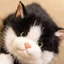 JUIC Mô Phỏng Mèo Sang Trọng Đồ Chơi, Có Yếm Lồng Tiếng Ragdoll Mèo Sang Trọng Búp Bê, Hoạt Hình Dễ Thương Mềm Lông Tơ Mô Phỏng Mô Hình Mèo Con Quà Tặng Sinh Nhật