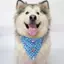 Thú Cưng Chó Nước Bọt Khăn Trung Bình Chó Lớn Alaska Samoyed Yếm Dễ Thương Tam Giác Khăn Có Thể Điều Chỉnh Dây Co Giãn