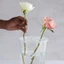 CATMALLER88 Vase Grid Insert, Dụng cụ sắp xếp hoa Dụng cụ cố định ống hút thực vật Giá đỡ sắp xếp hoa, Giá đỡ sắp xếp DIY Hỗ trợ hoa Dụng cụ sắp xếp hoa có thể tái sử dụng