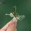 KUZHEN Chống Cháy Nổ Bướm Thổ Cẩm Côn Trùng Xòe Nữ Phụ Kiện Acrylic Trong Suốt Cánh Quần Áo Cao Cấp Pin HOT