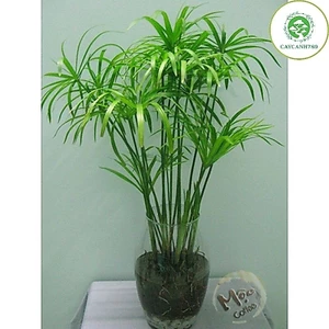 thủy trúc. thủy trúc thái