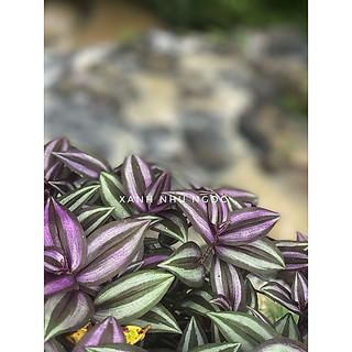 Tradescantia Zebrina - Hồng Trai - Mọc bụi thích hợp trồng chân, decor sân vườn -|Vườn Như Ngọc| - Đã bật hoả tốc