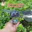Bộ điều khiển tốc độ động cơ DC không chổi than DC12V 20-30W Có ổ đĩa động cơ không chổi than Bảng điều khiển tốc độ PWM ELWW