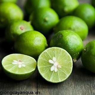 Cây chanh tứ quý ra quả quanh năm cao 60-90 cm .