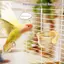 Cốc ăn lồng chống tràn hàng đầu cho chim nhỏ đến trung bình như Budgies đảm bảo an toàn cho ăn và môi trường sống