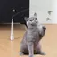 Đồ chơi mèo vui nhộn hàng đầu bất kỳ ngày nào có thiết kế hình con bướm để chơi chủ động thúc đẩy sức khỏe thể chất và giảm lo âu ở Ca