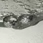 PNPIA- Thời Trang Retro Zircon Pha Lê Pentagram Tai Bule Bông Tai Xu Hướng Đơn Giản Ngôi Sao Vòng Bông Tai Nữ Cô Gái Thẩm Mỹ Trang Sức Quà Tặng