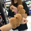 ✨Vòng tay Búp bê cổ tay Capybara🔥 búp bê bông gấu capybara gấu bông capybara doll gấu bông capybara ốp capybara