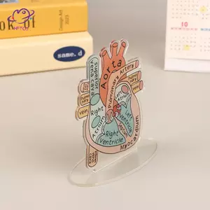 Mô hình Acrylic giải phẫu trái tim HFTOY 2D - Công cụ giảng dạy giáo dục và trang trí cho văn phòng tại nhà Phòng khám lớp học Văn phòng y tế ~