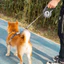 Dây xích tự động cho thú cưng Dây xích chó có thể thu vào Dây xích đi bộ cho chó có thể thu vào Dây xích thú cưng phổ thông Dây xích đi bộ cho chó Dây xích Teddy Bichon Corgi