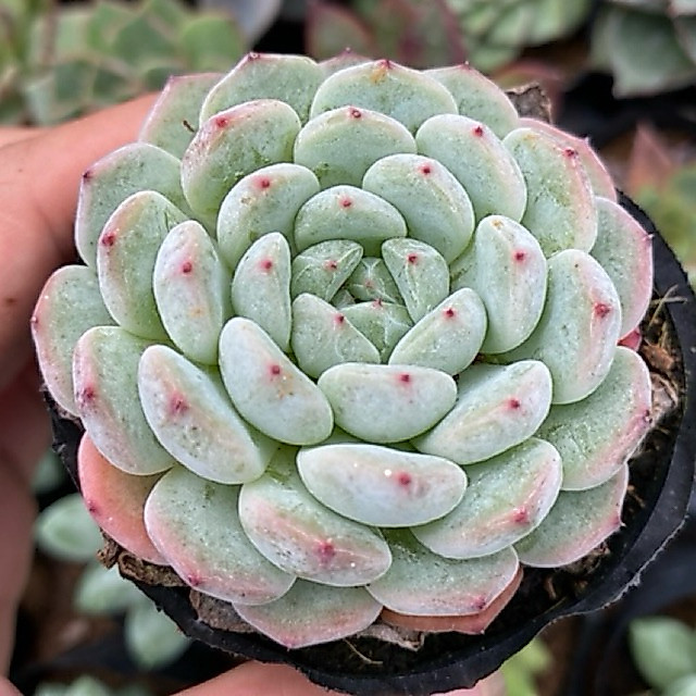 Sen đá tiểu tuyết LINHDAN GARDEN. Size bầu 5cm, lỗi 1 đổi 1!