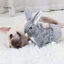 Đồ chơi chó con Kết cấu mềm Thỏ dễ thương Mô phỏng nhịp tim Chống cắn Tương tác cảm xúc Thoải mái có thể giặt được Đồ chơi sang trọng tương tác cho thú cưng có thể giặt được