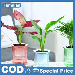 Chậu hoa thủy canh lười biếng Chậu hoa hấp thụ nước tự động trong suốt hai lớp nhựa tự tưới cây văn phòng