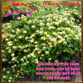 Chậu Cây KIM NGÂN HOA VÀNG Thơm Dược Liệu Qúy Leo Nhanh Nở Rộ Rất Đẹp️📜Hoa Giống Mới Siêu Đẹp, Dễ Trồng