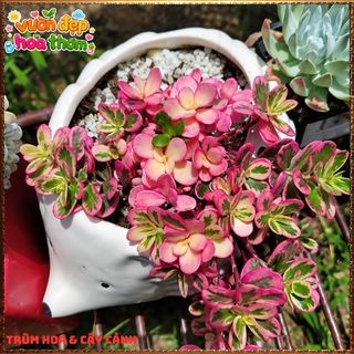 Cành Hoa Mười Giờ SAM CẨM THẠCH HOA ĐỎ Lá Viền Rất Xinh KHÔNG GIAO XA ⌚ Làng Hoa Sa Đéc
