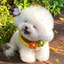 Khăn Cho Mèo Chó Yếm Thú Cưng Handmade Khăn Nước Bọt Dễ Thương Thú Cưng Phụ Kiện Bichon Muppet Yếm Đồ Trang Trí Thú Cưng