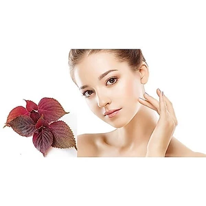 HẠT GIỐNG TÍA TÔ TN 54 1GR - CHÍNH HÃNG TRANG NÔNG ( DATE MỚI NHẤT)