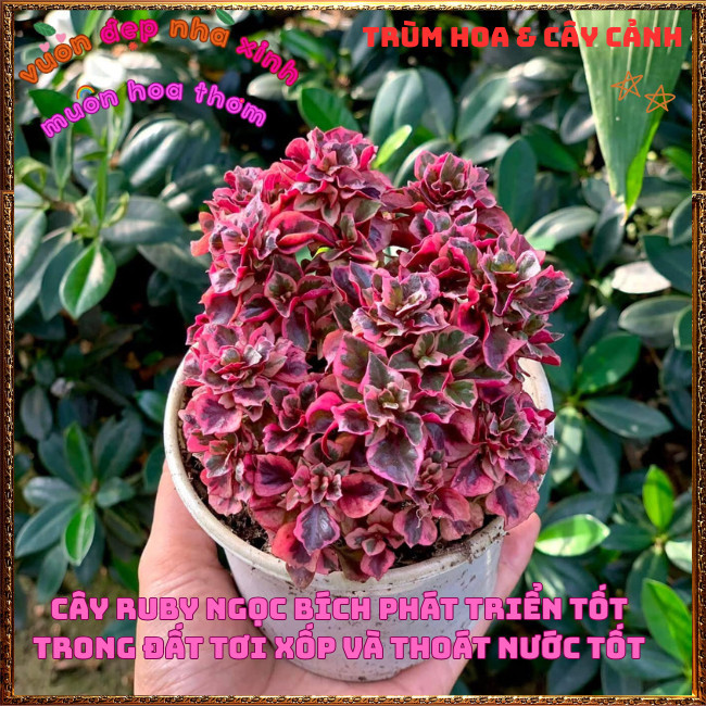 Chậu Cây Ruby Ngũ Sắc Đỏ Tía Sang Trọng Đáng Yêu Rất Xinh Xắn ️️🍔 TRÙM HOA VÀ CÂY CẢNH