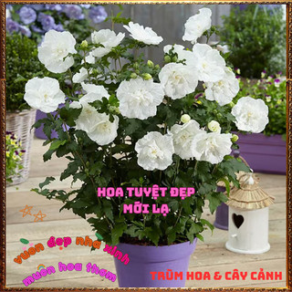 Chậu Hoa Thiên Qúy Trắng Cánh Kép Bông To Lá Nhỏ Mới Lạ Tuyệt Đẹp⏰VƯỜN HOA CỔ TÍCH