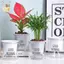 Chậu cây tự tưới mini bằng nhựa trong suốt, dạng bể cá, thương hiệu KXH, dùng trang trí nhà cửa ELWW