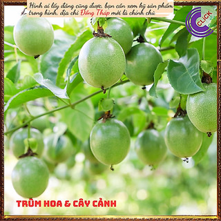 Chậu chanh dây cao 40cm nhanh ra trái⏳SHOP PP ONLINE CLICK 24 GIỜ