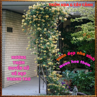 Chậu Cây KIM NGÂN HOA VÀNG Leo Hương Thơm Dịu Dược Liệu Qúy Nở Rộ Siêu Đẹp ⌛VƯỜN HOA CỔ TÍCH