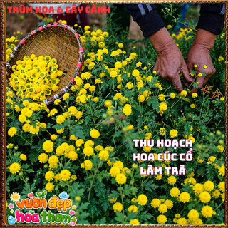 Chậu Cúc Cổ Trà Thơm Mùi Mật Ngọt Chịu Nắng Dễ Trồng Cây Khỏe Mạnh️📦 Làng Hoa Sa Đéc