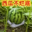 Dày Dưa Hấu Khay Bảo Quản Thớt Dưa Khay Cantaloupe Dưa Dưa Khay Vỉ Nhựa Dưa Thảm Bảo Quản Khay AAJ1