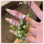 JRP Nho Mặt Dây Chuyền Lily Of The Valley DIY Craft Kit Điện Thoại Tươi Và Dễ Thương Quyến Rũ Túi Charm Sáng Tạo Móc Khóa JRP