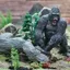 Phim Cùng phong cách King Kong Gorilla Trẻ em Mô phỏng nhận thức Động vật rắn Khỉ đột Mô hình Đồ chơi Đồ trang trí Hình Chiều cao 14cm