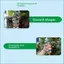 {BUDDI} Máy tưới nước tự động Thiết bị tưới nhỏ giọt lưu lượng nước có thể điều chỉnh Dụng cụ làm vườn bền cho hoa ban công tại nhà {buddingenergy}