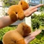 ✨Vòng tay Búp bê cổ tay Capybara🔥 búp bê bông gấu capybara gấu bông capybara doll gấu bông capybara ốp capybara