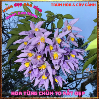 Chậu Dây Leo Tiêu Nương Hoa Xanh Tím Từng Chùm Đẹp Lộng Lẫy Nở Quanh Năm️📦 Làng Hoa Sa Đéc