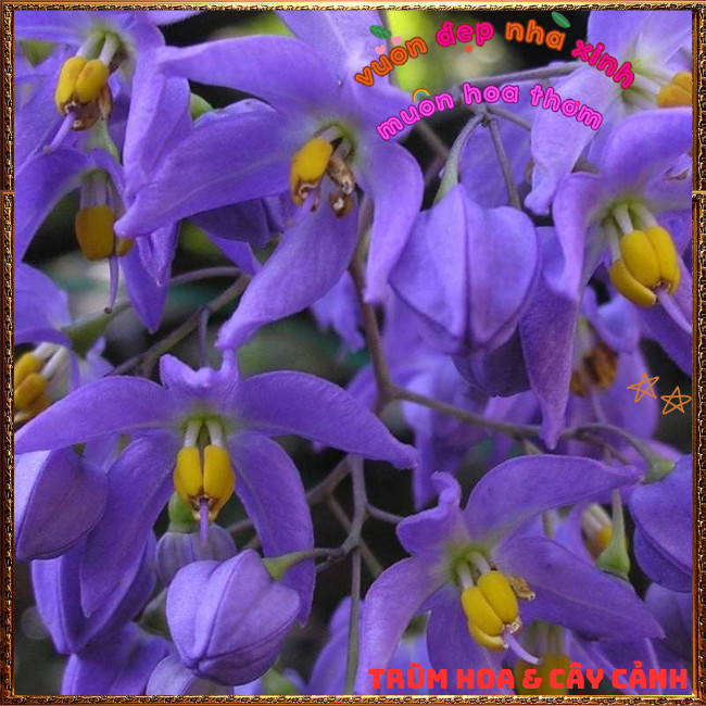 Chậu Dây Leo Tiêu Nương Hoa Xanh Tím Từng Chùm Đẹp Lộng Lẫy Nở Quanh Năm️📣 Hoa Mười Giờ Bonsai & Phụ Kiện