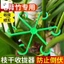 Hỗ trợ cây trồng Monstera - Giá đỡ lò xo chống rơi cho chậu hoa làm vườn xanh