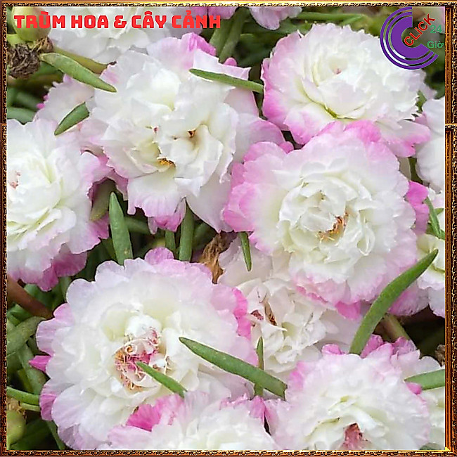 [NỞ CẢ NGÀY] ️Hoa Mười Giờ Mới 🚜Cành Giống Hoa Mười Giờ Màu Mới