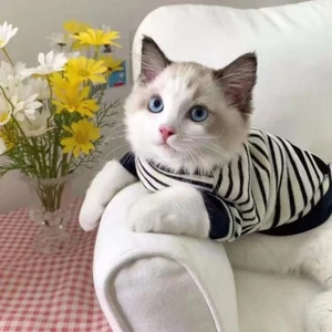 【Ready Stock】 Summer Pet Dog Cat Clothes Four Seasons Fashion Brand Handsome Small Milk Blocks British Shorthair Muppet Cat Two-Leg Sweater ppJa