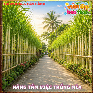 Mía VOI Thân To Khủng Tạo Tiểu Cảnh Siêu Đẹp 📒 Siêu Thị Hoa Và Cây Giống