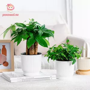 Chậu hoa hấp thụ nước PWSEND, Đồ dùng làm vườn Chậu hoa hấp thụ nước lười biếng, Chậu trồng thủy canh bằng nhựa có thể nhìn thấy thực tế