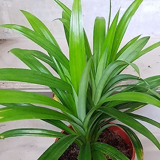 Cây lá nếp chuẩn thơm ngọt dịu dàng - CANH NÔNG - KVT