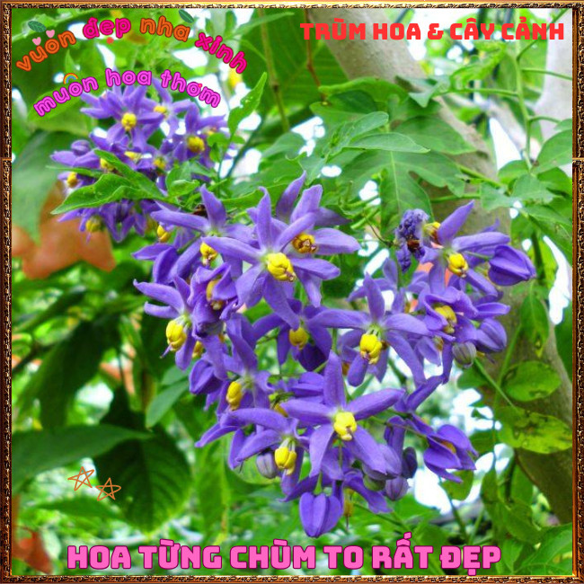 Chậu Dây Leo Tiêu Nương Hoa Xanh Tím Từng Chùm Đẹp Lộng Lẫy Nở Quanh Năm️📣 Hoa Mười Giờ Bonsai & Phụ Kiện